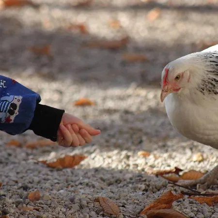 La Doloreanne Pensión Saint-Didier-sur-Chalaronne